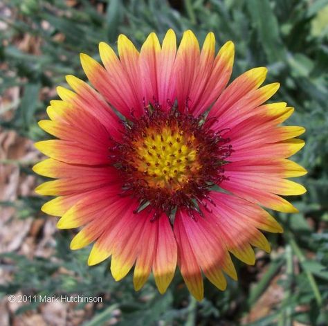 Florida Native Plant Society - blanket flower, indian blanket - attracts many pollinators including honey and native bees, butterflies and wasps Landscape Ideas Florida, Florida Wildflowers, Florida Gardens, Orlando Tattoo, Florida Flowers, Florida Native Plants, Florida Landscape, Florida Garden, Florida Landscaping