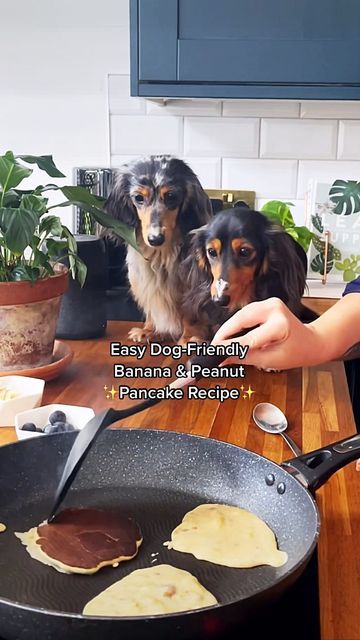 DIGIT & PIPPA on Instagram: "Who's celebrating pancake day tomorrow? 🥞🐾 Here's our favourite Dog-Friendly Banana & Peanut Butter Pancake Recipe, just in time for the big day!! Ingredients: * 1 medium ripe banana * 2 medium egg * 2 heap tbsp plain flour * 1 heap tbsp peanut butter (xylitol & palm free) Toppings: (optional!) * Banana * Blueberries Method: 1. Add mashed banana and eggs into bowl and mix 2. Add in plain flour and mix 3. Add in peanut butter and mix 4. Heat non stick pan on mediu Peanut Butter Pancake Recipe, Peanut Butter Banana Pancakes, Peanut Butter Pancakes, Banana And Egg, Pancake Day, Banana Blueberry, Banana Pancakes, Plain Flour, Peanut Butter Banana