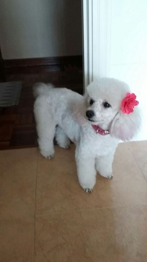 Tiny Fluffy Puppies, White Poodle Puppy, Toy Poodle Haircut, Poodle Haircut Styles, Puppy Ears, Big Dogs Breeds, Biggest Dog In The World, Miniature Poodles, Small Poodle