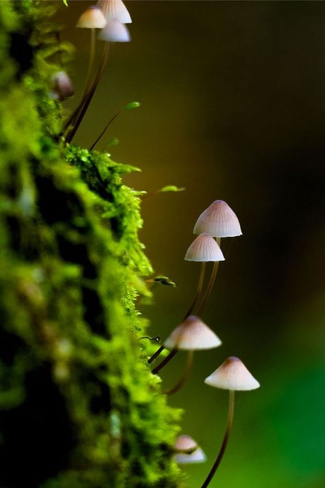 Nature Plants Photography, Environmental Photography Nature, Nature Taking Over, Foraging Photography, Sapphic Academia, Meticulous Photography, Upclose Photography, Growth Photography, Green Nature Photography