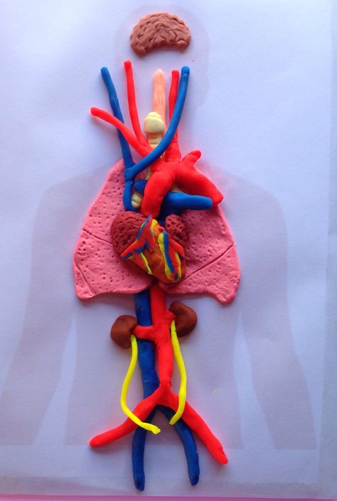 Brain Surgeon, Anatomy Models, Play Doh, Human Anatomy, Teacher Training, I Tried, Anatomy, Brain, Human