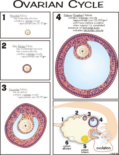 Google Image Result for http://science.tjc.edu/images/reproduction/ovarian_cycle.gif Ovarian Cycle Diagram, Ovarian Cycle, Newborn Nursing, Diagnostic Medical Sonography, Child Nursing, Ob Nursing, Nursing School Notes, Human Anatomy And Physiology, Obstetrics And Gynaecology