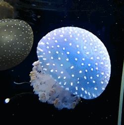 Jellyfish Gif, Fish Gif, Princess Jellyfish, Random Gif, Underwater Animals, Water Animals, Ocean Vibes, Marine Biology, Blog Instagram