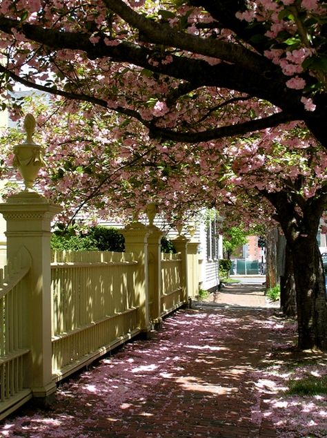 Federal Street - Salem, MA - by Jane Cappuccio. Won Destination Salem's 2009 photo contest. Garden Gates And Fencing, Salem Mass, Nature Story, Just A Small Town Girl, Historic New England, Spooky Town, Salem Massachusetts, Salem Ma, Dream Places