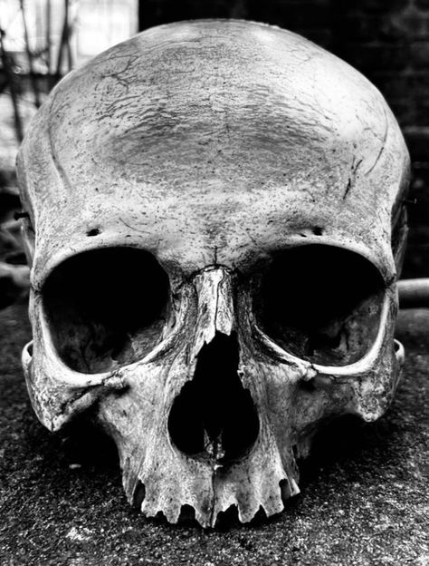 Black And White Skull Photography, Skull Looking Down, Skull Photography Reference, Skull Reference Photo, Skull Tattoo Reference, Skull Drawing Reference, Skull Front View, Skull Chest Tattoo, Human Skull Photography