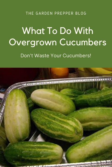 What To Do With Pickling Cucumbers, Cucumber Pickles Canning, Pickling Cucumbers Recipe Dill, What To Make With Cucumbers From The Garden, Canned Cucumbers Pickles Recipe, Garden Fresh Cucumber Recipes, Over Ripe Cucumbers What To Do With, What To Do With Cucumbers Besides Pickles, What To Do With An Abundance Of Cucumbers