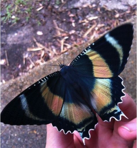 Zodiac Butterfly, Swallowtail Moth, Moth Photography, Butterfly Photo, Beautiful Butterfly Photography, Moth Caterpillar, Butterfly Photos, Butterflies Flying, Beautiful Bugs