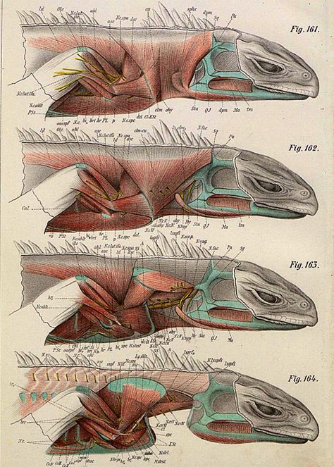 Lizard muscle reference. A sketched diagram of the shoulder muscles of a lizard. Dragon Anatomy, Animal Anatomy, Paleo Art, Creature Drawings, Antique Illustration, Nature Drawing, Prehistoric Creatures, Anatomy Drawing, Scientific Illustration