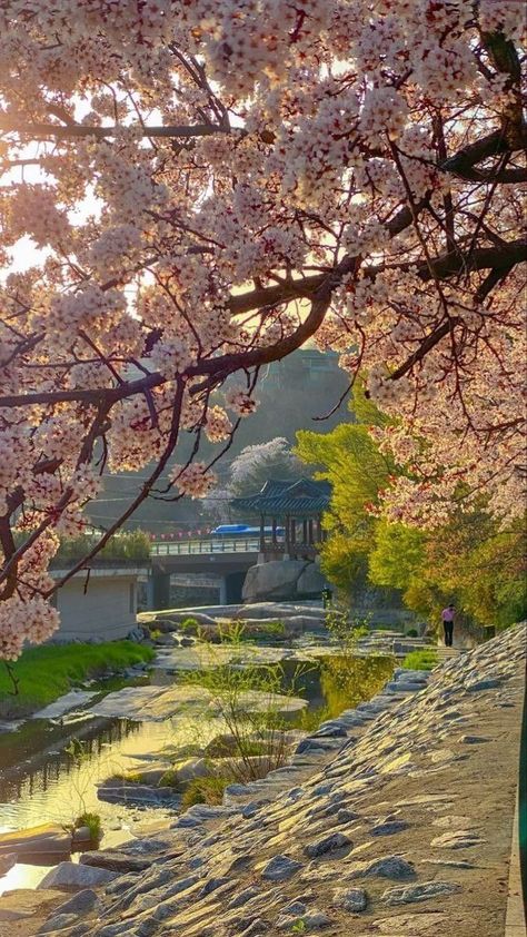 flowers ♡•° Korean Flowers Aesthetic, Korea Flower, Korean Photography, Seoul Korea Travel, Korea Wallpaper, South Korea Travel, Beautiful Scenery Pictures, Japan Aesthetic, Aesthetic Japan