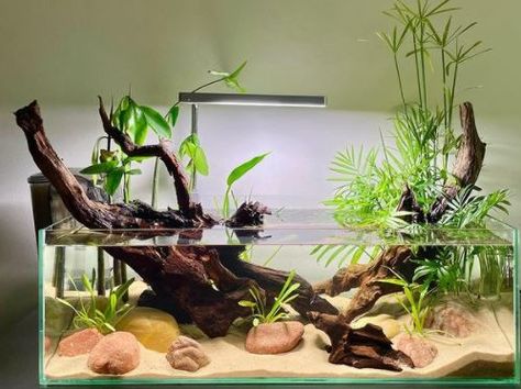 Do Turtles Need Light 24 Hours A Day? Turtle Fish Tank, Water Turtle Tank Ideas, Water Turtles, Turtle House, Small Water Gardens, Turtle Aquarium, Biotope Aquarium, Discus Aquarium, Water Turtle