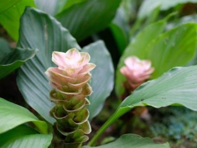 Curcuma Alismatifolia - Cultivating Siam Tulip Plants Tulip Plants, Siam Tulip, Tulip Care, Flower Bulb, Planting Tulips, Garden Bulbs, Fascinating Facts, Gardening Advice, House Landscape