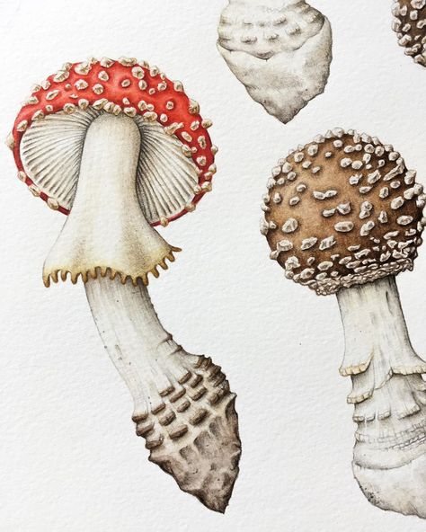 Wild Mushrooms Drawing, Mushroom Drawing Detailed, Mushroom Botanical Illustration, Fungi Botanical Illustration, Scientific Illustration Mushroom, Fungi Illustration, French Collection, Mushroom Art, Watercolor Pencils