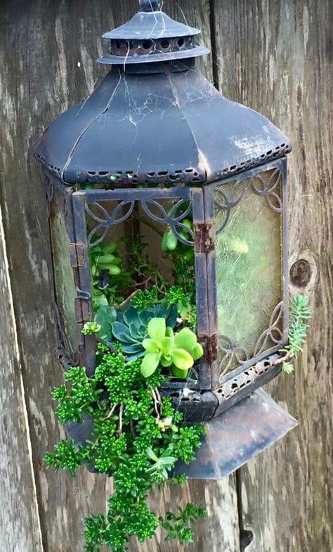 Old lantern arrangement Lantern Succulent Planter, Plants In Lanterns, Lantern Decor Spring, Succulent Lantern, Lantern Planters, Outside Lanterns, Dark Garden, Planter Trellis, Old Lanterns