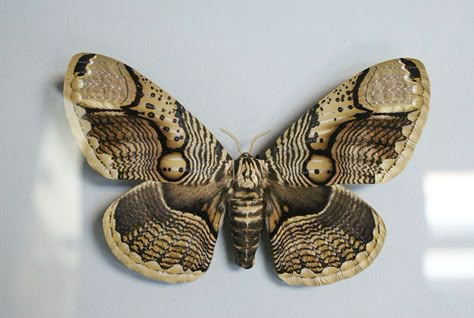 Wildlife Photographer Shares Mesmerizing Footage Of A Giant Brahmin Moth With Tiger Eye Wing Pattern Giant Moth, Moth Species, Wing Pattern, Moth Wings, Moth Tattoo, Wildlife Photographer, Beautiful Bugs, Arte Inspo, How To Get Warm