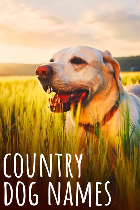 300 Country Dog Names That Will Suit Every Rural Dog Puppy Names Unique, Country Dog Names, Dog Names Girl, Fox Red Labrador Puppy, Red Lab Puppies, Top Dog Names, Country Dog, Hilarious Dogs, New Puppy Checklist