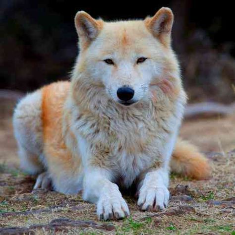 Alaskan Tundra Wolf, Tundra Aesthetic, Tundra Biome, Tundra Wolf, Biome Project, Wolf Reference, Malamute Husky, Wolf World, Arctic Wolf