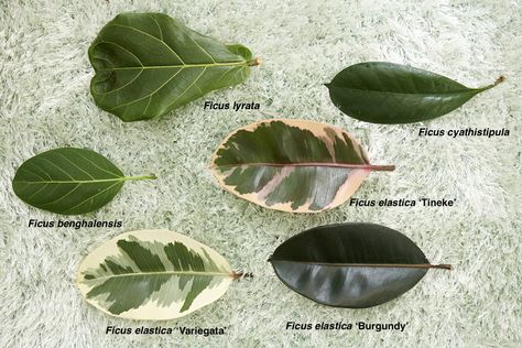 Large-Leafed Ficus: September 2019 Houseplant of the Month – Laidback Gardener Rubber Tree Plant, Ficus Pumila, Tanaman Indoor, Plant Goals, Ficus Elastica, Plants Are Friends, Rubber Plant, Indoor Plant Care, Inside Plants