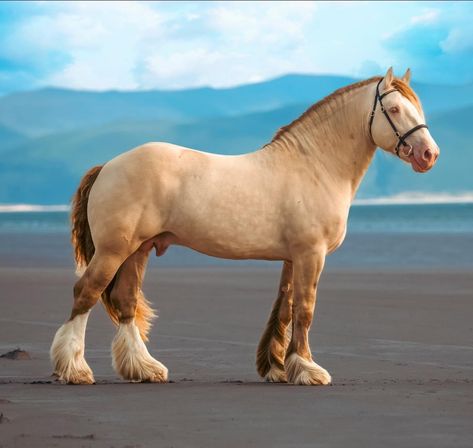 Rare Horse Colors, Cob Horse, Horse Poses, Kathiyawadi Horse, Horse Markings, Horse Reference, Horse Coat Colors, Warmblood Horses, Rare Horses