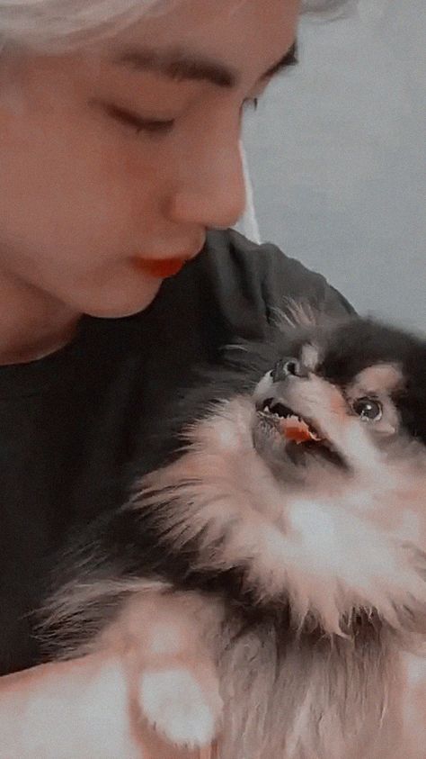 Yeontan Wallpaper, Taehyung Yeontan, Kim Yeontan, Min Holly, Bts Dogs, Wallpaper Homescreen, Bts Kim Taehyung, Bts Group, Kim Tae Hyung