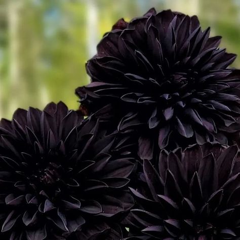 Amble & Blume - Mostly Dahlias on Instagram: "Oh be still my heart... one of my absolute favourites this season because it's just so unique. Czarny Charakter really is as dark, and might even be darker than you see here in the photos. Many times, with the blooms opening up under the white organza bags, I had to get up close just to see how far along the blooms had come along.

I would love to eventually grow a section for all the goth dahlias 🖤🖤🖤

What do you guys think of this one? Is this just a little novelty to have in the garden or do you florists see any use for this one in your events and arrangements?" Black Dahlia Flower, Black Dahlia, Dahlia Flower, Organza Bags, Open Up, Get Up, In The Garden, Dahlia, Be Still