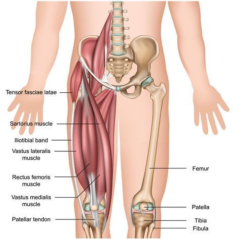 Leg Muscle Anatomy Showing the TFL   Treating the Tensor Fasciae Latae - Stuart Hinds    The tensor fasciae latae (TFL) muscle plays a crucial role as it provides stability through the knee and pelvis   TFL trigger points are associated with a wide range of common hip and knee dysfunction are often encountered in a h Leg Muscles Anatomy, Sartorius Muscle, Tensor Fasciae Latae, Iliotibial Band, Shoulder Problem, Hip Pain Relief, Trigger Point Therapy, Frozen Shoulder, Muscle Anatomy