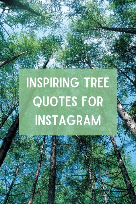 Let the beauty of trees inspire your Instagram feed with these heartfelt quotes. Tree Quotes Short, Captions For Trees Instagram, Tree Sayings Quotes, Tree Quotes Inspirational Short, Quotes For Tree Pictures, Tree Quotes Inspirational, Tree Quotes Nature, Quotes On Trees Life, Roots Quotes Inspiration