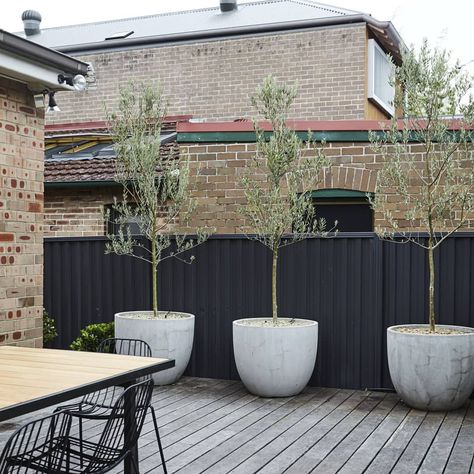 Concrete grey Tubs and Olive Trees go together like a..... Olive Trees Landscape, Olive Trees Garden, Olivier En Pot, Potted Olive Tree, Low Water Gardening, Potted Plants Outdoor, Olive Trees, Potted Trees, Courtyard Garden