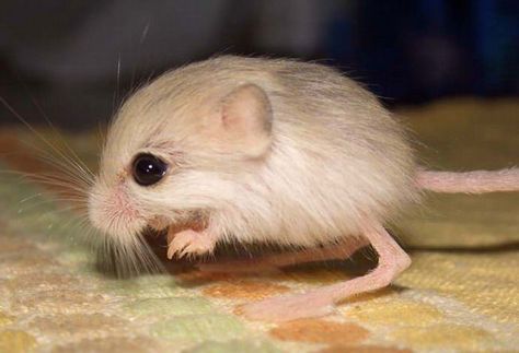 Not many rodents make it to the front page of aww, here's a pygmy jerboa - Imgur Kangaroo Rat, Rare Species, Gerbil, Animal Species, Rodents, Animals Of The World, Animal Kingdom, Animals Beautiful