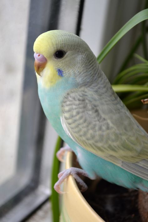 Male budgie baby. Isane viirpapagoi tibu. Rainbow Budgie, Vogel Gif, Baby Budgies, Best Pet Birds, Bird Ideas, Budgies Bird, Budgie Parakeet, Parakeets, Funny Birds