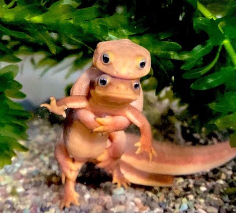 Two Cute Newts Pose for the Camera in This Adorable Photo