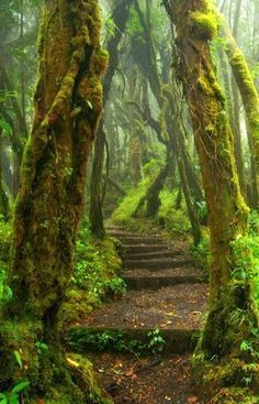 Hoh Rain Forest Trail at Olympic National Park in Washington State … Matka Natura, Forest Trail, Forest Path, Olympic National Park, Magical Places, Beautiful Places To Visit, Pretty Places, The Trail, Most Beautiful Places