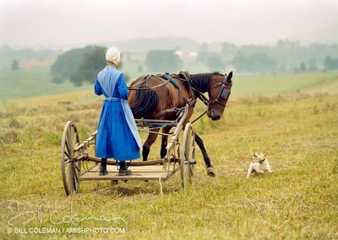 ~ Amish Young People ~ Sarah's Country Kitchen ~ Young Amish Lady helping in the field Amische Quilts, Amish Lifestyle, Amish Culture, Amish Life, Amish Farm, Plain People, Farmer Girl, Amish Community, Horse And Buggy