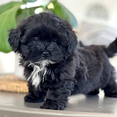 TimberCreek Puppies - Shichon, Shihpoo, Maltipoo Shipoo Puppies, Shih Poo Puppies, Shichon Puppies, Poodle Mix Puppies, Big Dogs Breeds, Biggest Dog In The World, Shih Tzu Poodle, Pets Stuff, Maltipoo Puppies For Sale