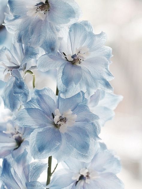 Blue Delphinium, Light Blue Aesthetic, Gambar Figur, Delphinium, Beautiful Blooms, Love Flowers, My Flower, Pretty Flowers, Shades Of Blue