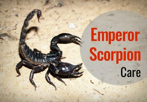 Emperor Scorpion, Convergent Evolution, Scorpio Horoscope, Spiritual Meaning, Animal Totems, Unique Animals, Most Expensive, Exotic Pets, Chronic Pain