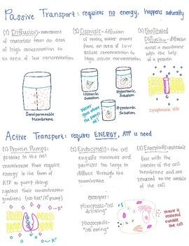 This is a one-page review of cell transport covering diffusion, osmosis, facilitated diffusion, and active transport. ... Active Transport Biology Notes, Cell Transport Notes, Cell Membrane Notes, Active Transport Biology, Diffusion Osmosis, Membrane Transport, Cell Biology Notes, Microbiology Notes, Facilitated Diffusion