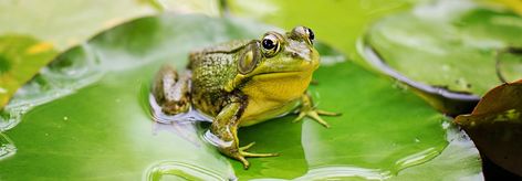 Frog Facts, Frog Eggs, Common Frog, Cycle For Kids, Conservation Biologist, Frog Species, Poison Frog, Lifecycle Of A Frog, Frog Life