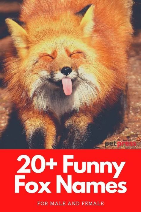 Looking for some funny fox name ideas? Here is a list of over 20 funny and cute fox names that you should consider. Fox Name Ideas, Fox Names, Funny Nicknames, Good Nicknames, Names List, Cute Nicknames, Funny Names, Exotic Animals, Pet Fox