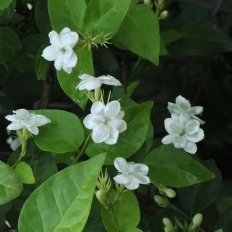 Mogra Flower, House Plant Decor, Arabian Jasmine, Nyc House, Desert Paradise, Low Light House Plants, Nursery Plants, Houseplants Low Light, Face Quotes