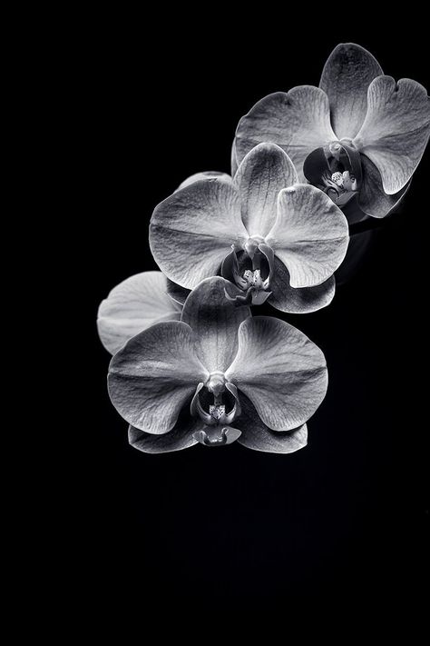 Fine Art Photographic Print of an ORCHID in black and white created with a macro lens in studio available in many sizes with fast shipping by Photosbyjeffmurray on Etsy Black And White Macro Photography, Black Print Wallpaper, Orchid Black And White, Black And White Moodboard, Tonal Studies, Flower Wallpaper Black, Black And White Flower Photography, Black And White Orchid, Ipad Work