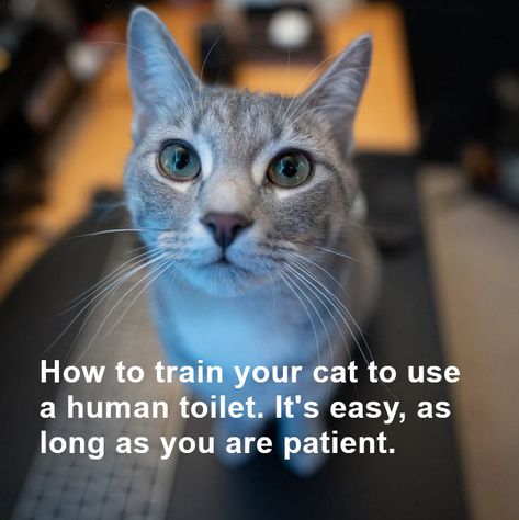 Training your cat to use a human toilet is easy as long as you are patient, and know the tricks: https://500ways.com/how-to-train-your-cat-to-use-a-human-toilet (#cat, #kitten, #houseCat, #kittycat, #kitty, #toilet, #catToilet, #catTraining, #animalTraining, #catWhisperer) Cat Whisperer, Cat Toilet, Speed Reading, Cat Training, How To Train, Cat Litter, How To Train Your, Cat House, Kittens