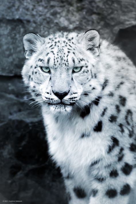 Schneeleopard Portrait - snow leopard portrait (Panthera uncia) | by MissGarfield Future Drake, Macan Tutul, Jungle Music, Animale Rare, Rare Animals, Majestic Animals, Large Cats, Hyena, Snow Leopard