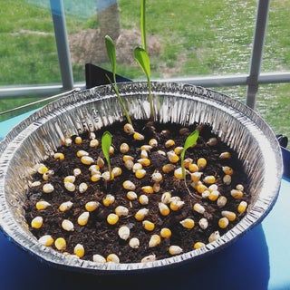 Popcorn Plant, Pet Budgie, Fall Garden Planting, Popcorn Seeds, Growing Corn, Vegetable Crisps, Seed Starting Mix, Sprouting Seeds, Salad Greens