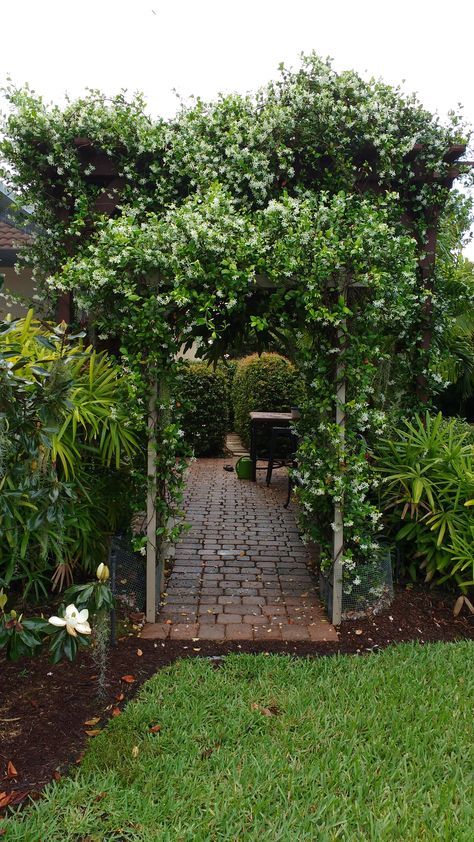 My jasmine in full bloom covering my DIY Pergola. Jasmine On Pergola, Wisteria Trellis, Wood Arbor, Cheap Pergola, Pergola Lighting, Star Jasmine, Backyard Pergola, Shade Cloth, Pergola Kits