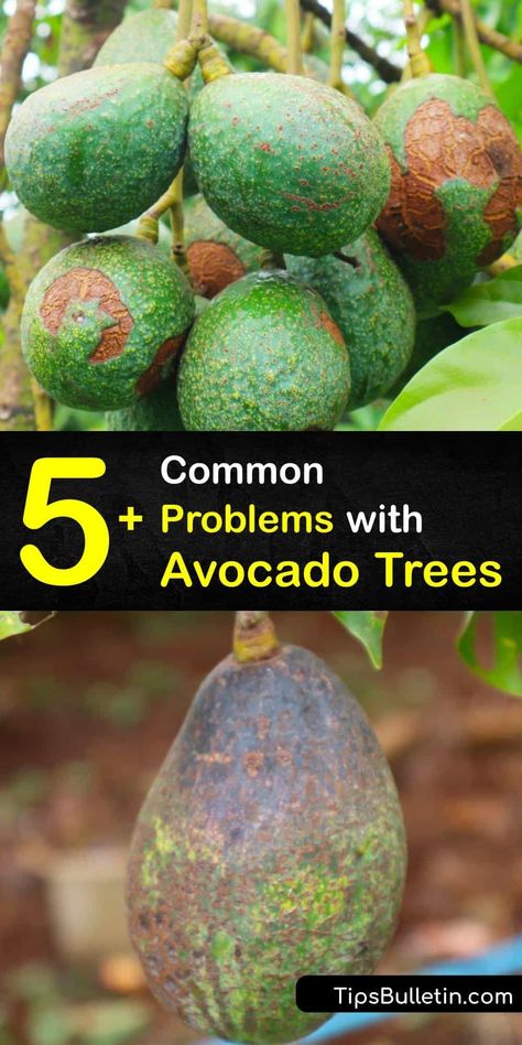 Discover common problems affecting your avocado plant and how to resolve them. Learn about cankers, infestation, brown spots, and pathogens affecting your avocado plant as well as the problem with overwatering. #avocado #plant #disease Avocado Plant Care, Avocado Crafts, Avocado Tree Care, Avocado Tree From Seed, Growing Avocado, Plant Leaves Turning Brown, Avocado Trees, Avocado Leaves, Seed Growing