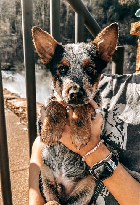 Australian Cattle Dog Puppy, Western Dog Collars, Cattle Dog Puppy, Aussie Cattle Dog, Blue Heeler Puppies, Heeler Puppies, Blue Heeler Dogs, Dog Blue Heeler, Australian Cattle Dogs