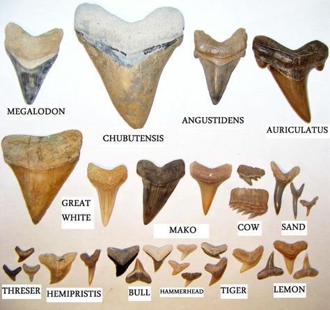 Shark Teeth Crafts, Types Of Sharks, Fossil Hunting, Animal Teeth, Hunting Tips, Beach Crafts, Seashell Crafts, Beach Combing, Shark Teeth