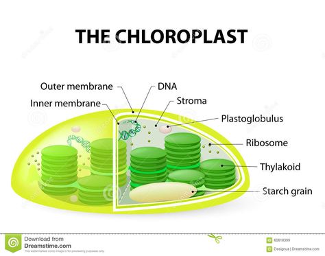 Chloroplast Structure, A Level Biology, Phone Wallpaper Design, A Typical, Wallpaper Design, Dream Home Design, Biology, Stock Illustration, Phone Wallpaper