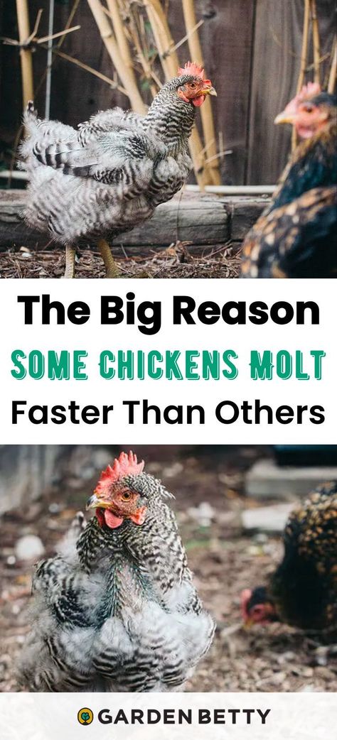 Why does it seem like some of your chickens molt in a matter of weeks, while others go through a full molt very slowly—sometimes taking months? It actually comes down to one big reason, and it's not something you can just speed up with diet or exercise. Here's why you should simply let nature take its course (and how to support your hens as they go through their molts, no matter how long it takes) Chicken Molting, Fermenting Chicken Feed, Molting Chickens, Sprouted Grains, Chicken Keeping, Poultry Feed, Chicken Health, Crazy Chicken, Laying Hens