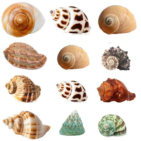 PRICES MAY VARY. Hermit Crab Shells Assorted Sizes Round Opening 0.3''-3'' width, Includes 12 Kinds Different Types Seashells. 12 PCS Hermit Crab Shells Available in Assorted Size and Variety Color, Give growing hermit crabs a new home . 100% Natural Sea shell,NO Painted Natural Shells. Perfect homes for your hermit crabs, these shells can also be used for various craft projects or as decorative accents. And DIY projects, aquarium decorations, or beach-themed displays. An Unconditional Refund Fo Hermit Crab Shells, Shell Diy, Crab House, Crab Shells, Shells Diy, Hermit Crabs, Fishing Pictures, Coloring Inspiration, Hermit Crab